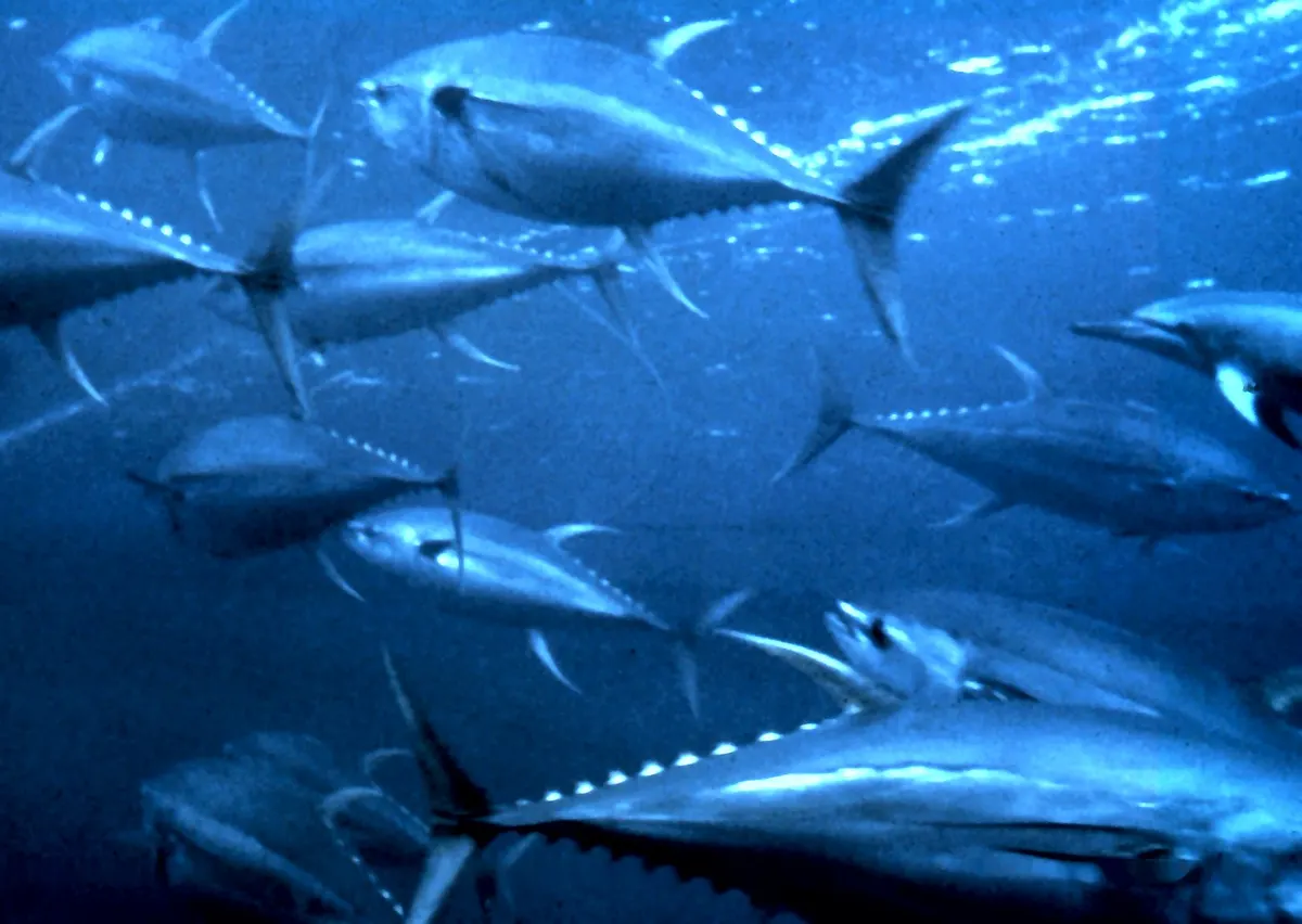 Yellowfin tuna with bright yellow fins swimming in open water