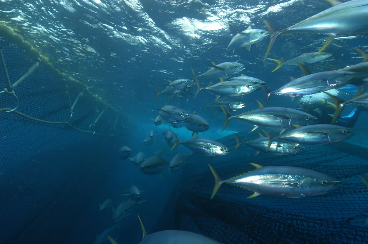 School of yellowfin tuna swimming in the open ocean