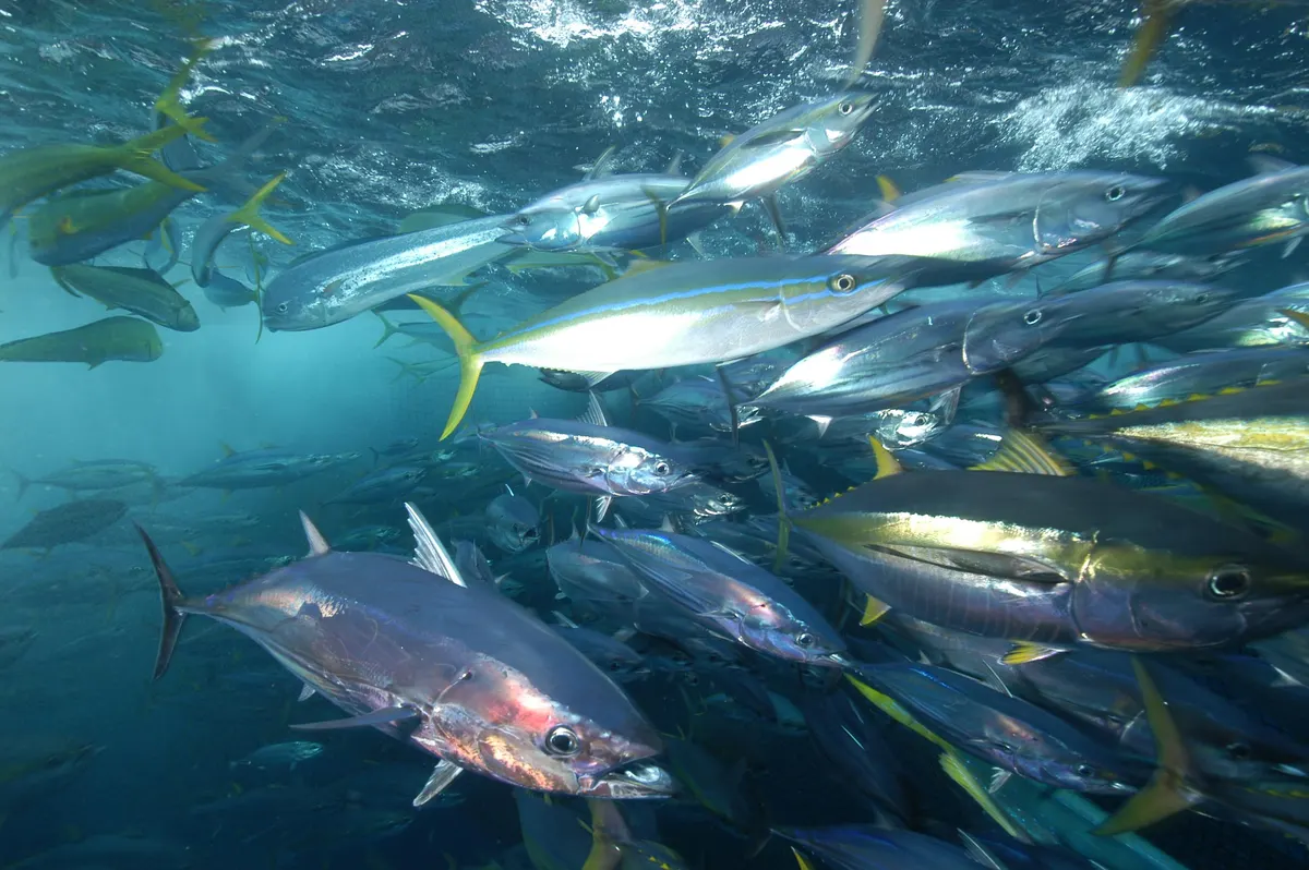 Yellowfin tuna school in pelagic ocean habitat