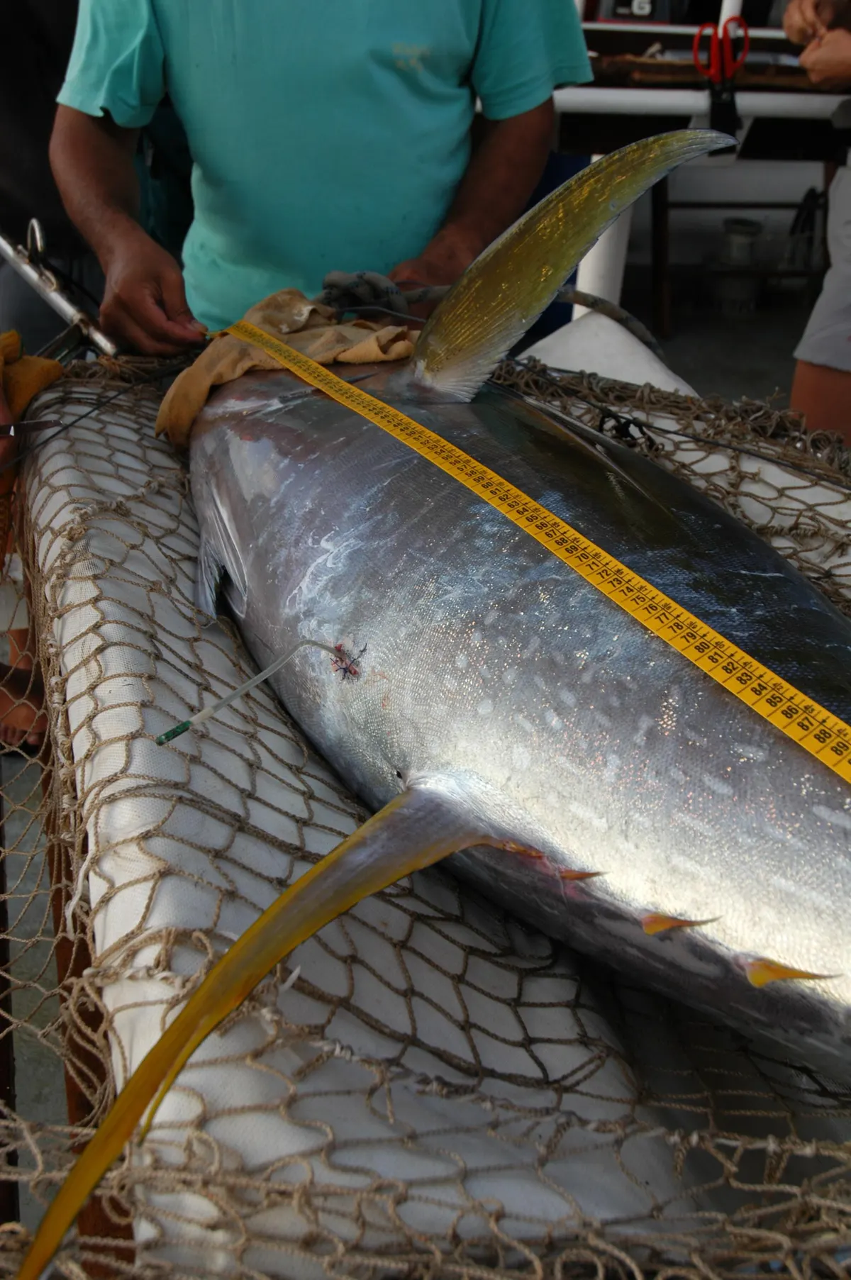Yellowfin tuna being measured for length