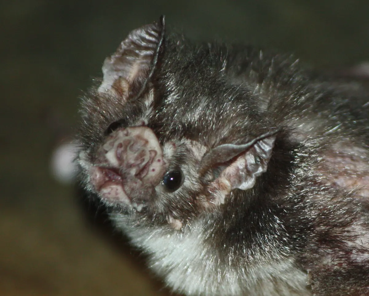 Common vampire bat representing a small juvenile-sized individual