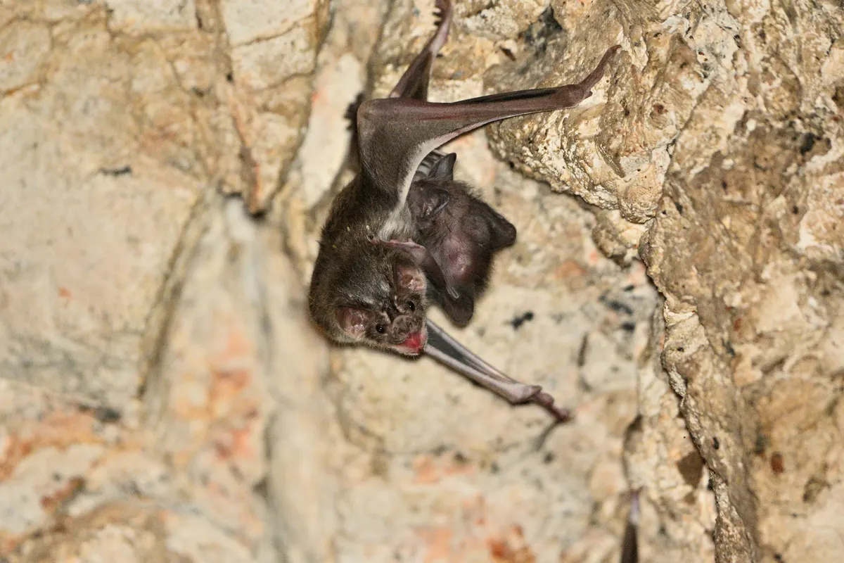 Common vampire bat portrait highlighting sensory face adaptations