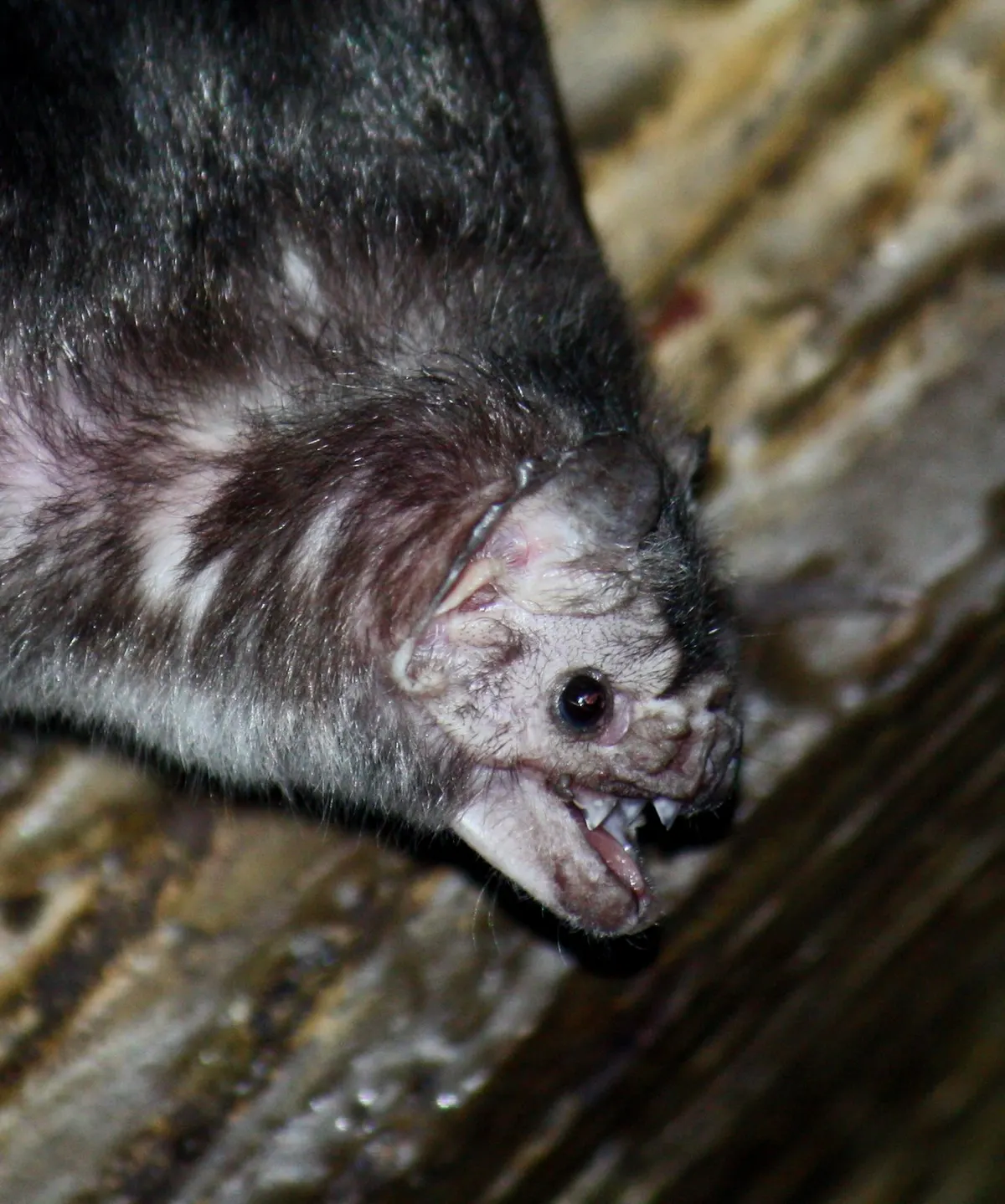 Common vampire bat hanging upside down in a zoo roost
