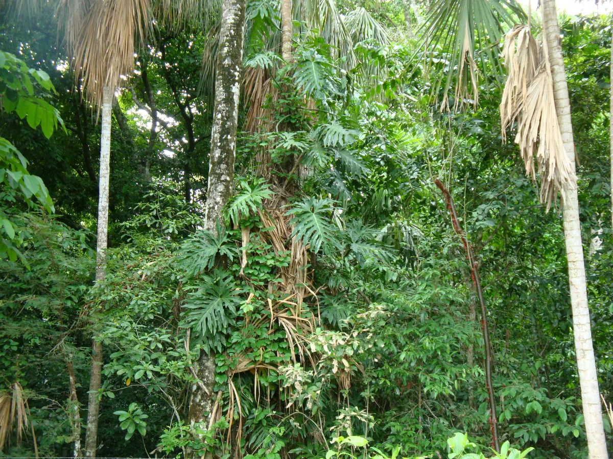 Tropical rainforest understory in Tabasco, Mexico