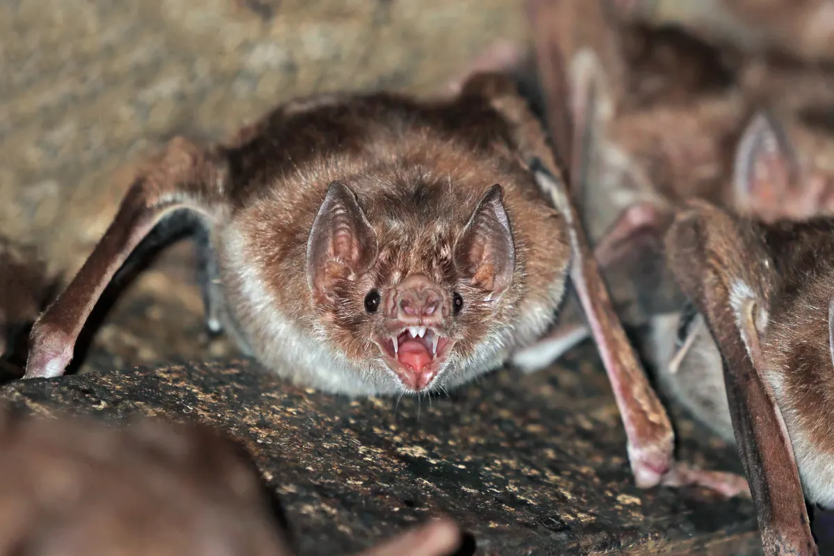 Common vampire bat hanging with folded wings in Brazil