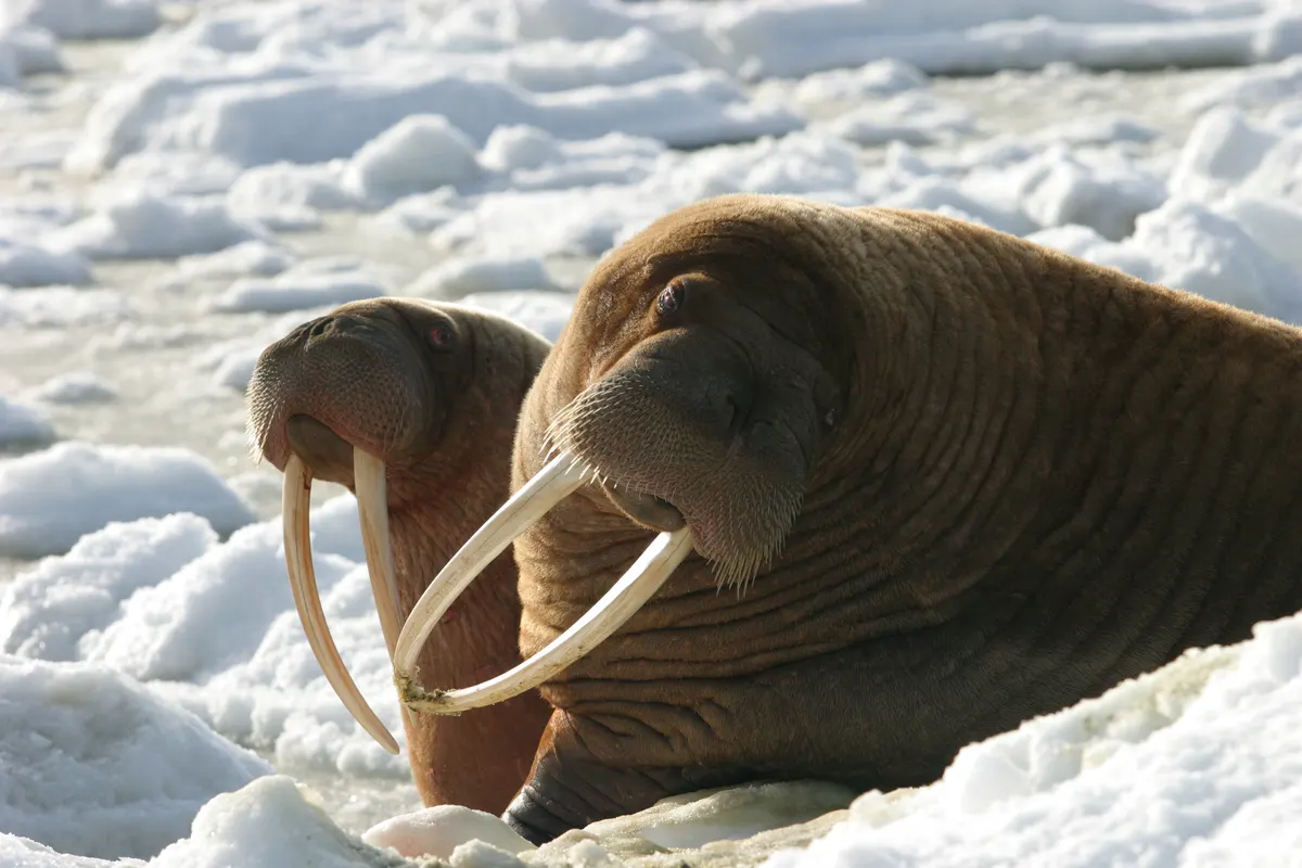 Mother walrus resting on ice beside her young calf