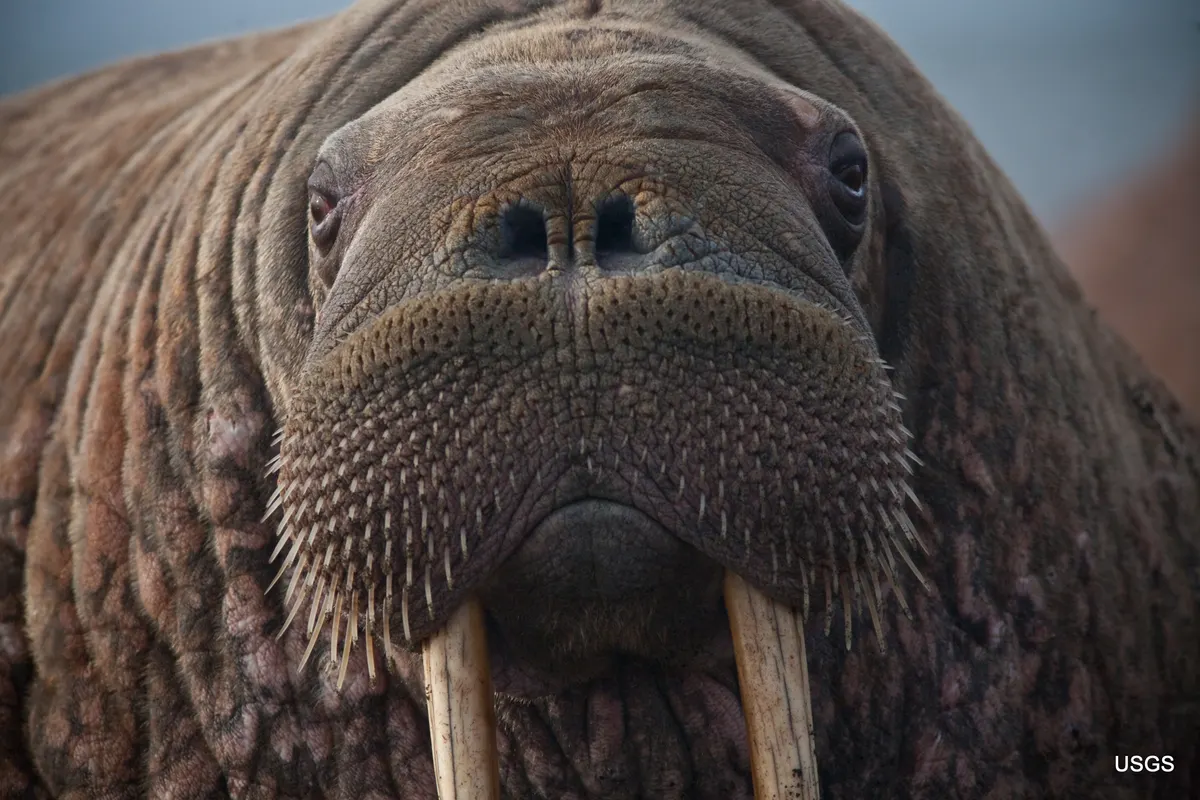 Close-up of a walrus face with tusks and dense whiskers