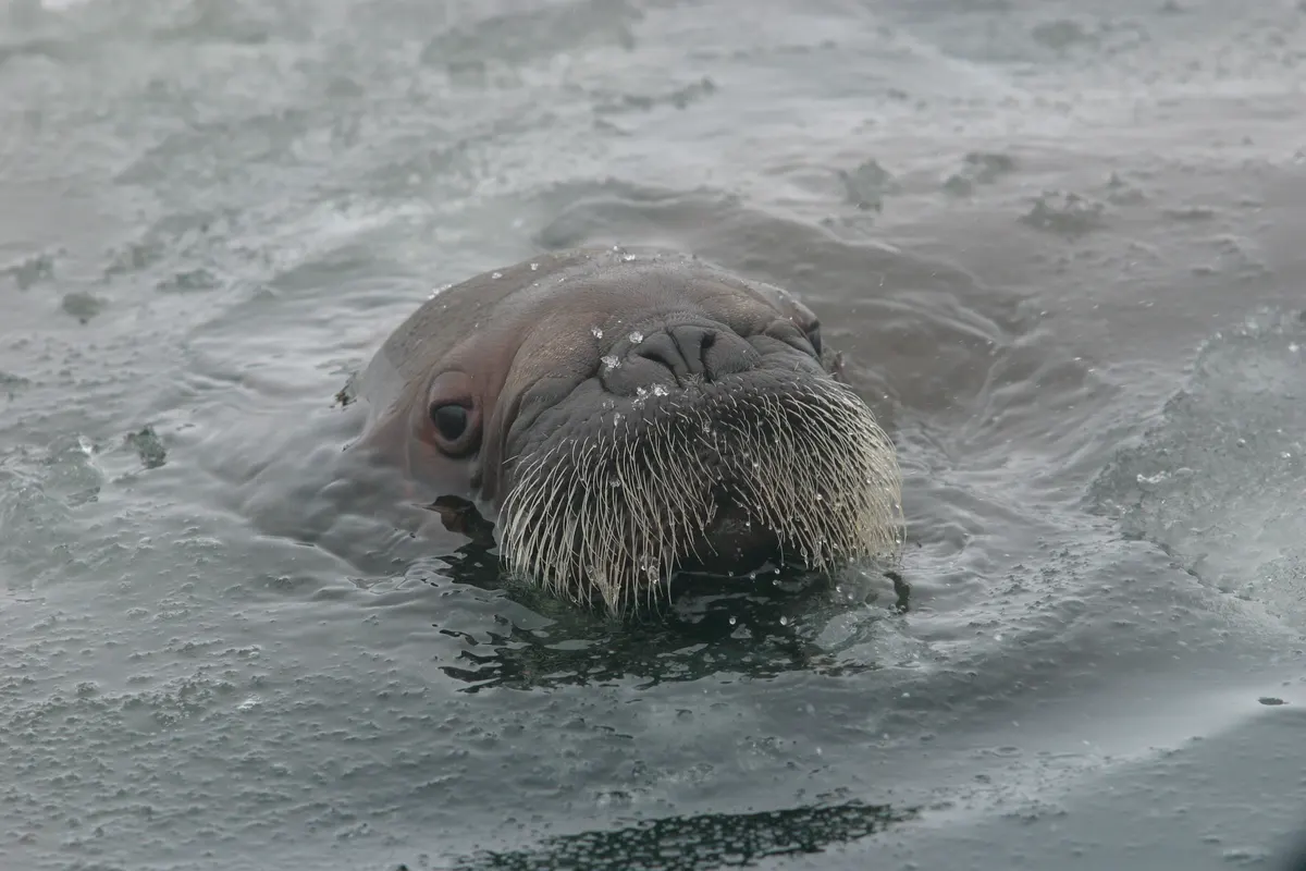 Young walrus calf peeking out of the icy water