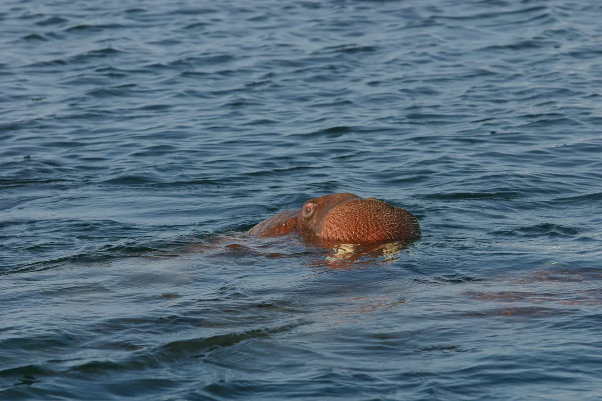 Walrus swimming underwater in cold Arctic seas