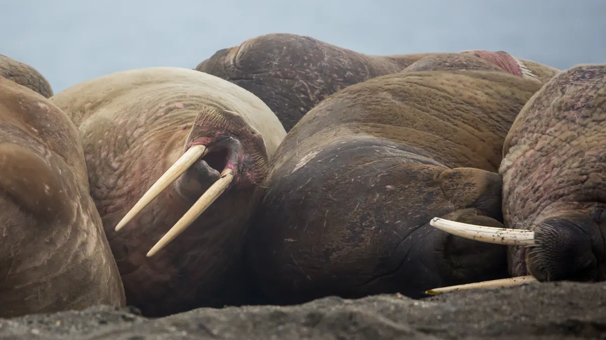 Many walruses huddled together on an Arctic shore