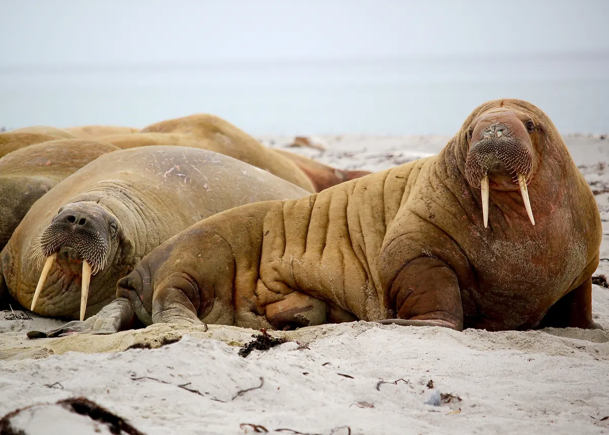 Walrus resting near an Arctic glacier and cold water