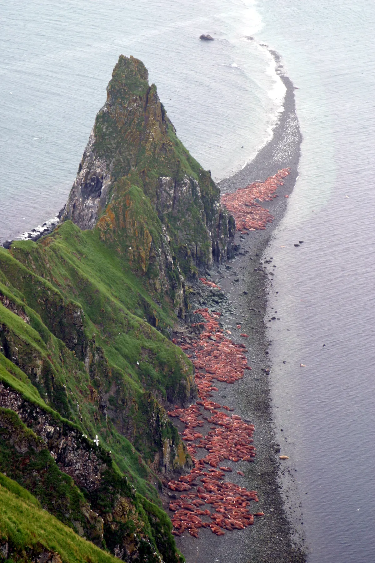 Walruses hauled out on a rocky Arctic island beach