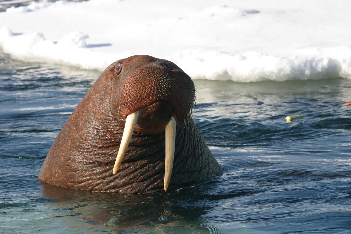 Close-up of a walrus head showing thick whiskers above the water