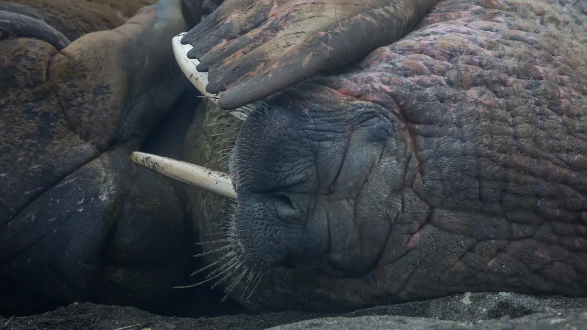 Crowd of walruses piled together resting on a beach in Svalbard