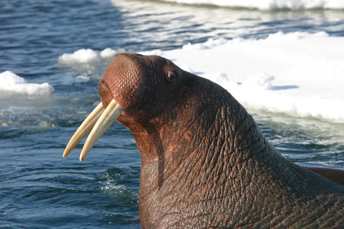 Walrus using its tusks while hauling its body onto land
