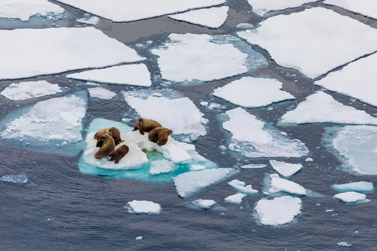 Walruses hauled out on floating sea ice in the Arctic