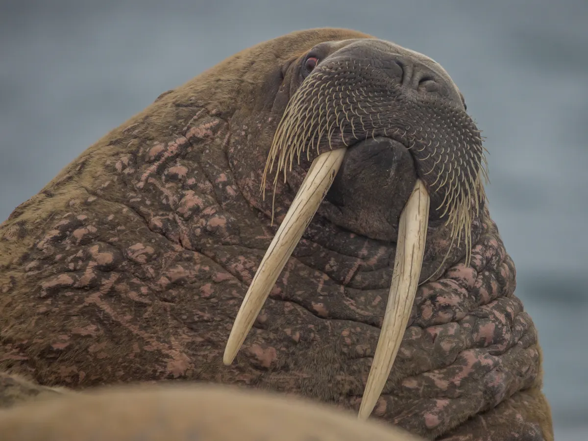Walrus with long white tusks resting on Arctic ground in Svalbard