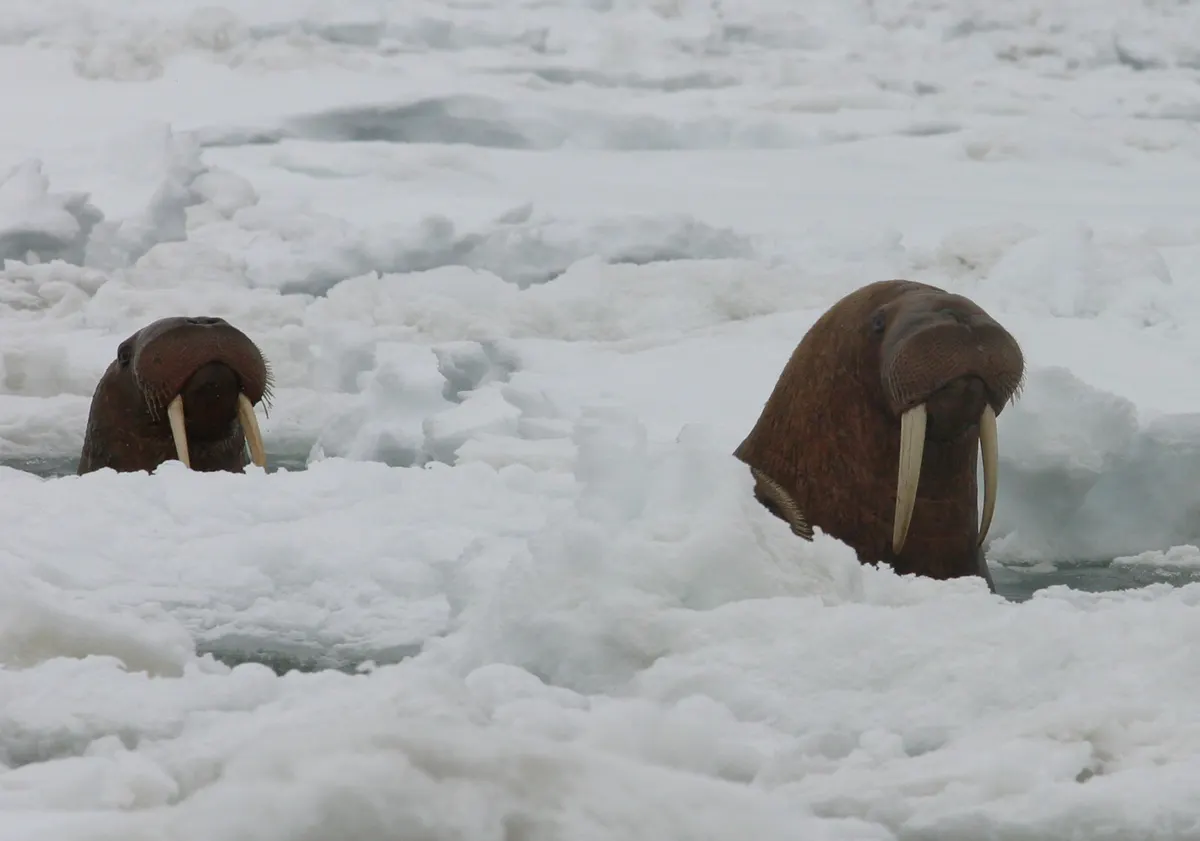Walrus surfacing through a gap in the sea ice off Alaska