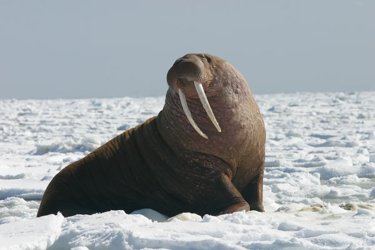 Full body view of a massive male walrus on a beach