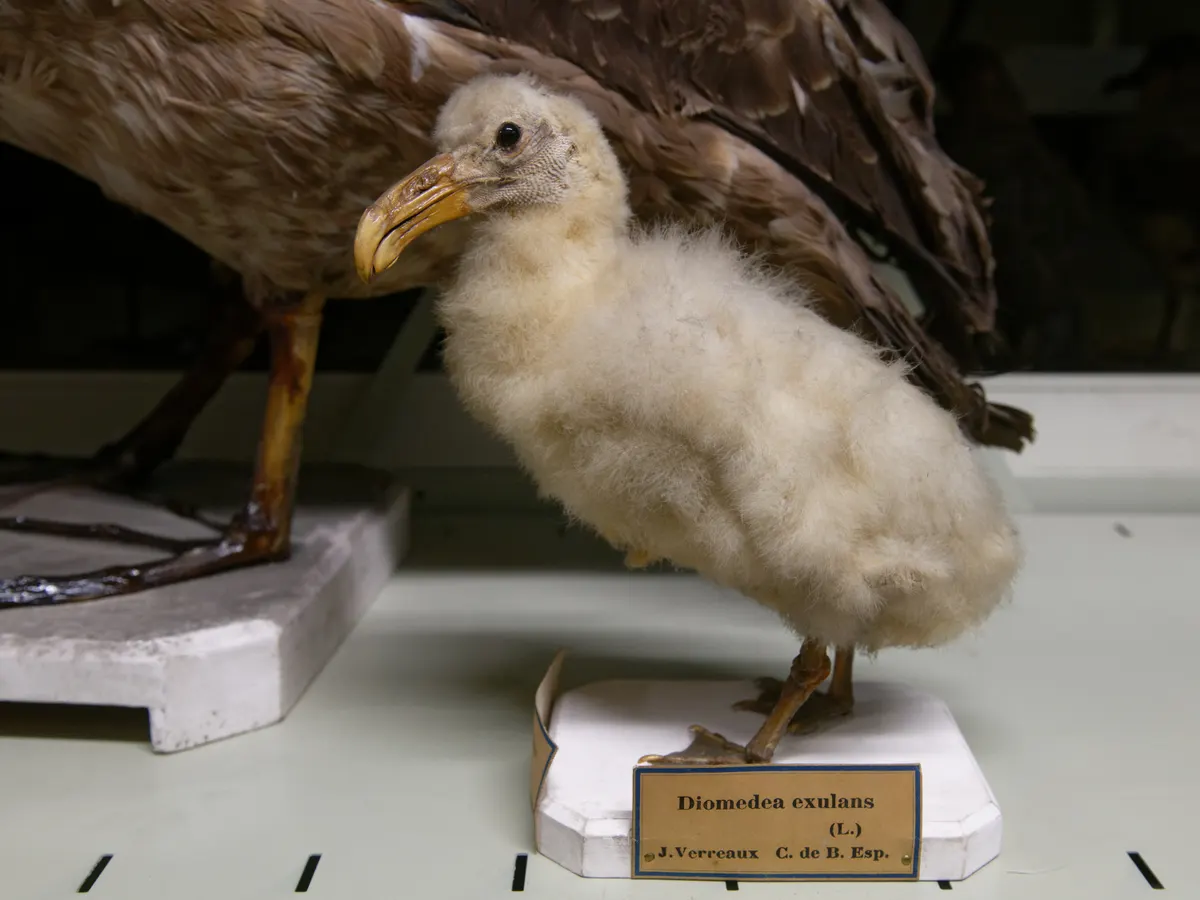High-resolution museum specimen of a large, downy juvenile wandering albatross chick