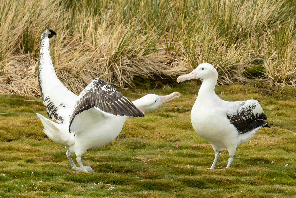 Incredible close-up of a wandering albatross's head, sharp hooked beak, and prominent external nostril tubes