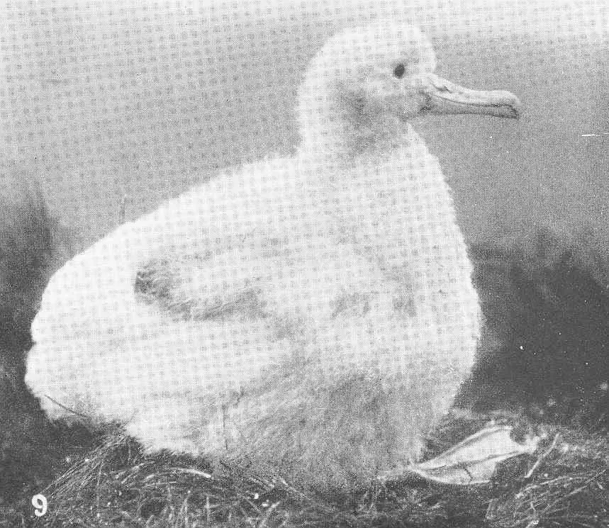 Historic photograph of a juvenile wandering albatross on Antipodes Island