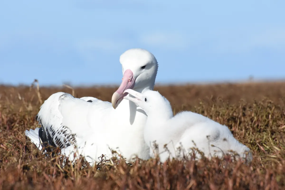 Adult wandering albatross feeding its large downy chick at the nest