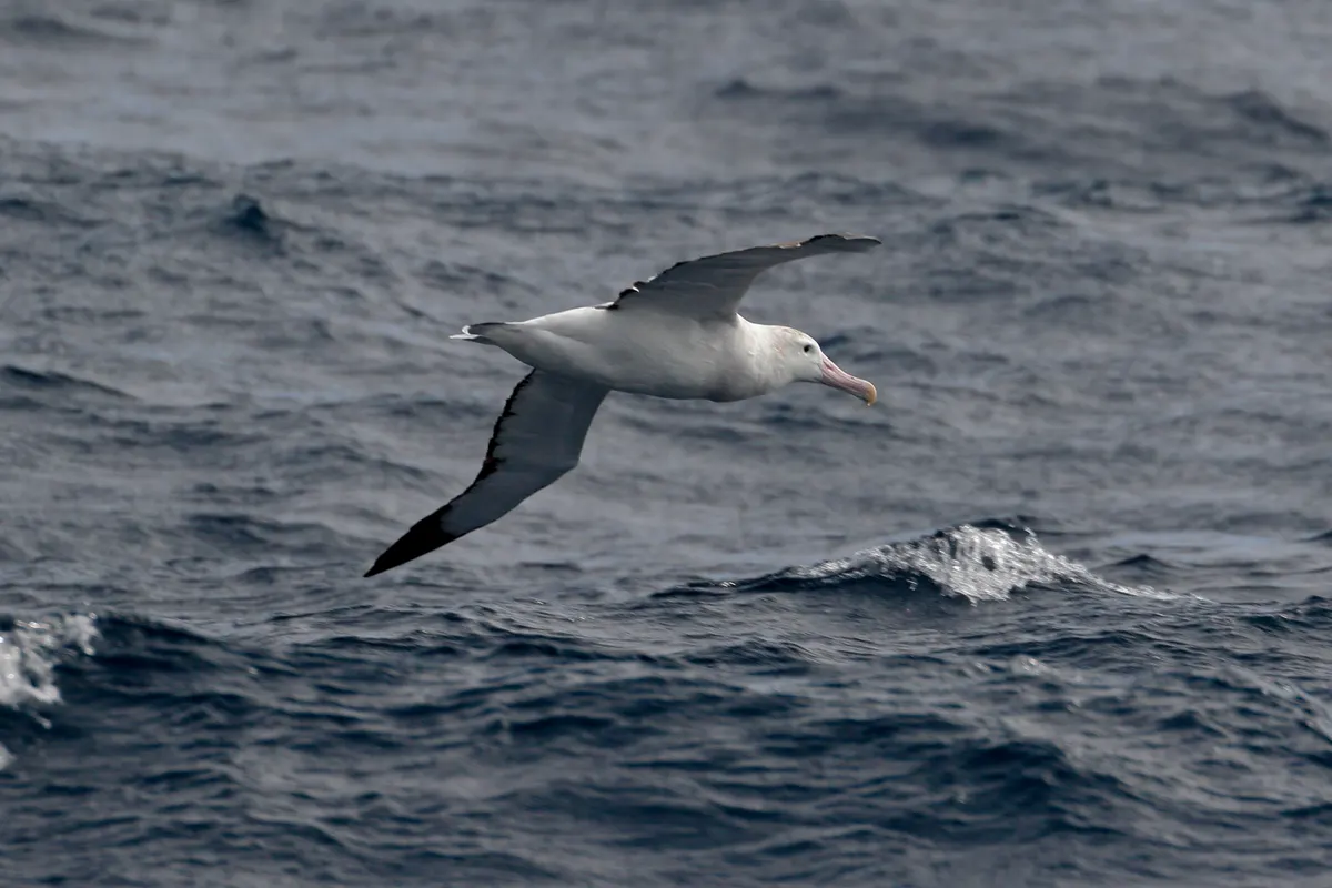 Wandering albatross flying low over the water looking for cephalopod prey