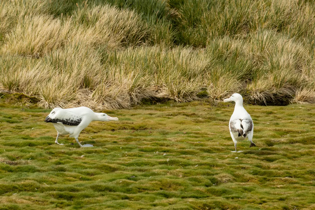 Wandering albatross tending to its nest site on Prion Island