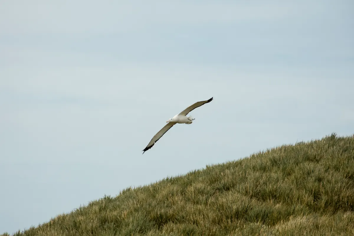 A beautiful wandering albatross sitting peacefully on South Georgia