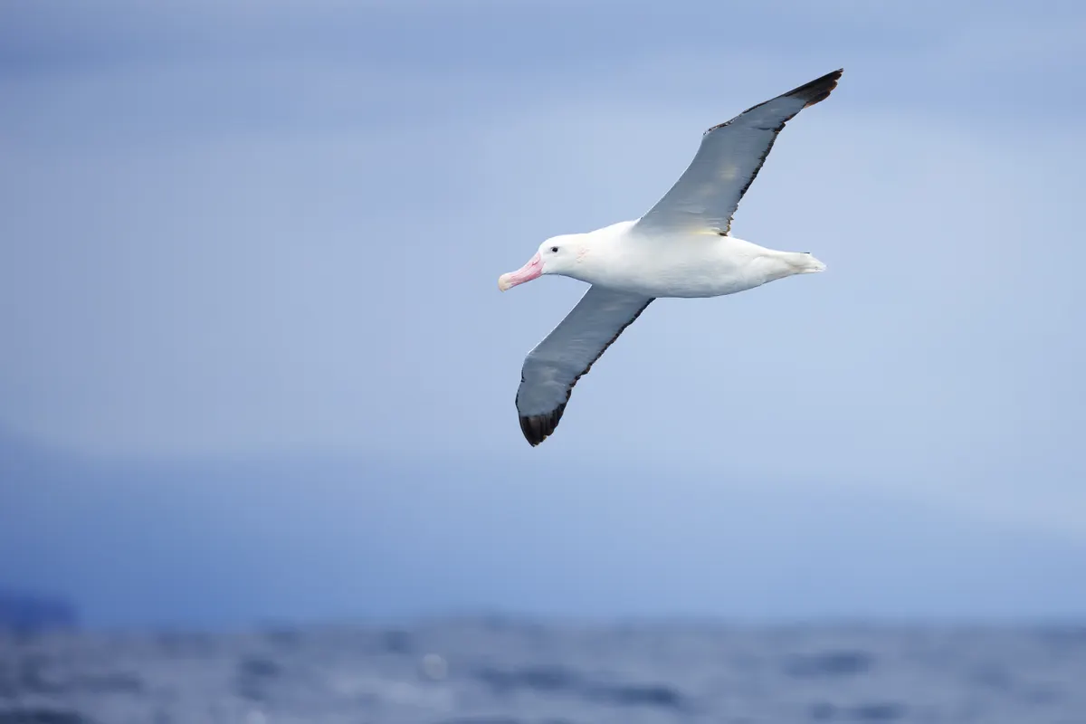 Wandering albatross floating on the sea surface scouting for marine prey