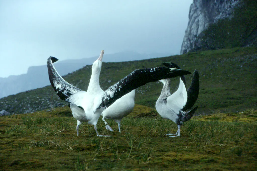 A bonded pair of wandering albatrosses engaging in an elaborate mutual courtship display