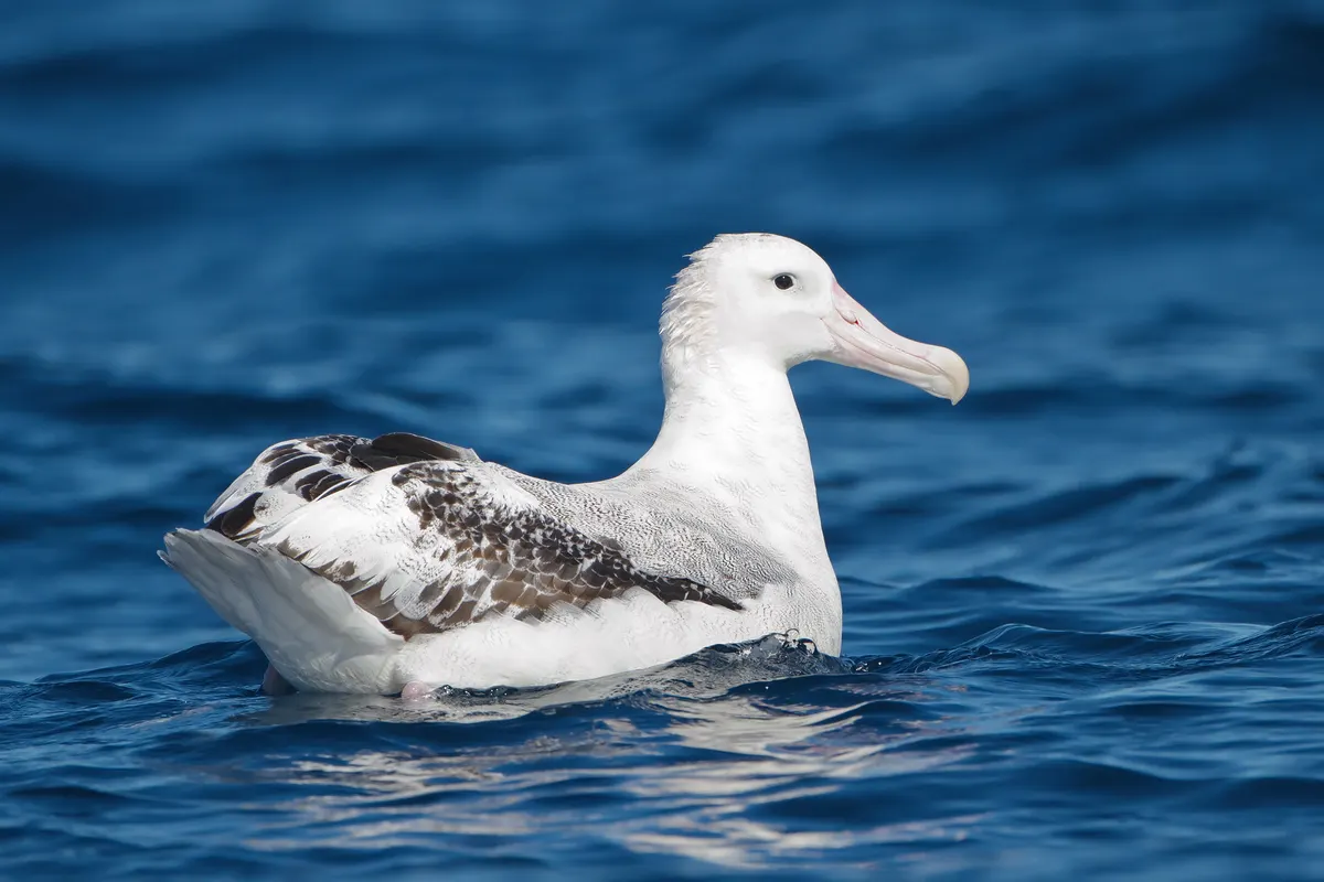 Wandering albatross coasting beautifully just inches above the turbulent ocean swell