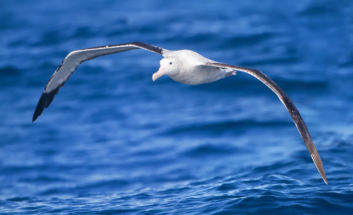 Wandering albatross soaring over the vast open waters of the Southern Ocean