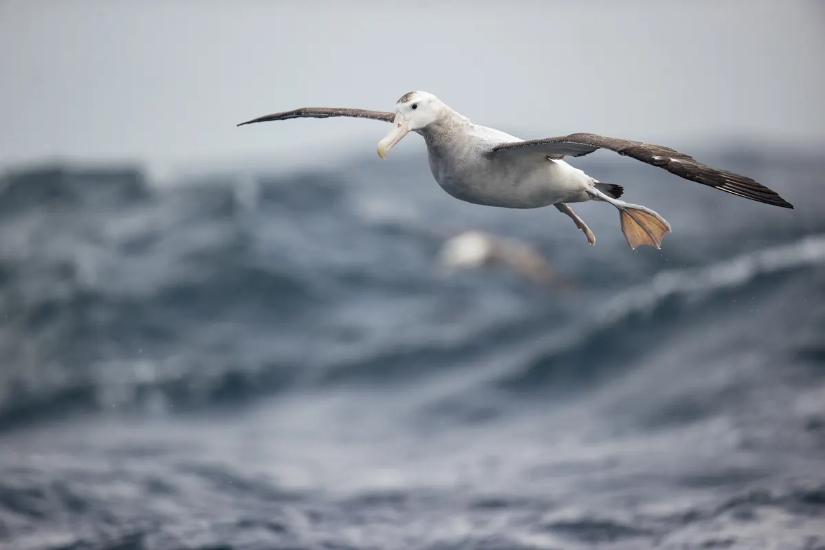 Magnificent wandering albatross gliding effortlessly over blue ocean waves