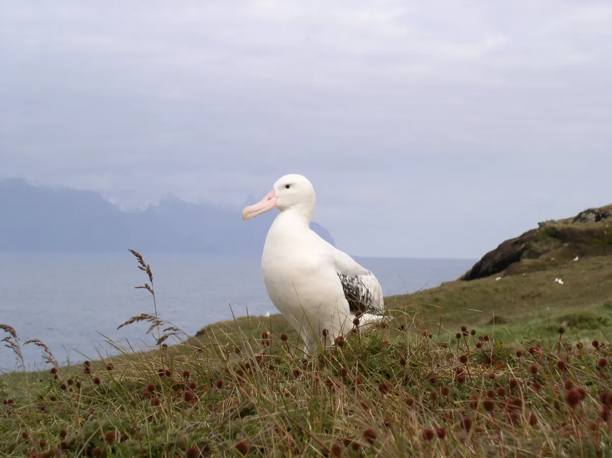 Wandering albatross resting on the grassy slopes of Possession Island in the Crozet Archipelago