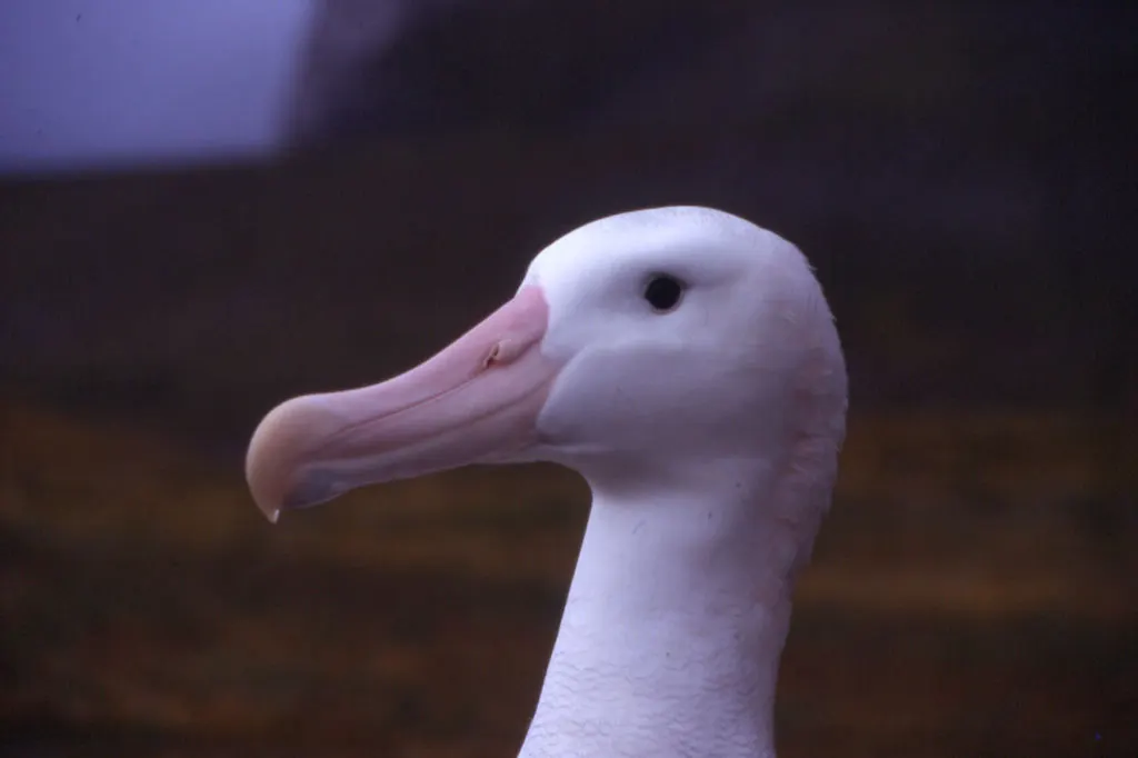 Wandering albatross standing on a coastal ridge, displaying its immense physical size