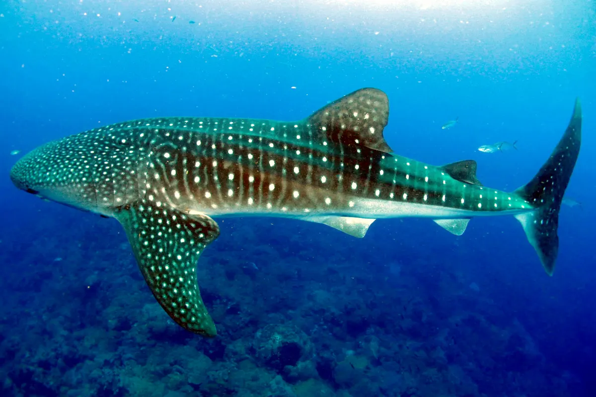 A smaller, juvenile whale shark swimming in deep ocean waters