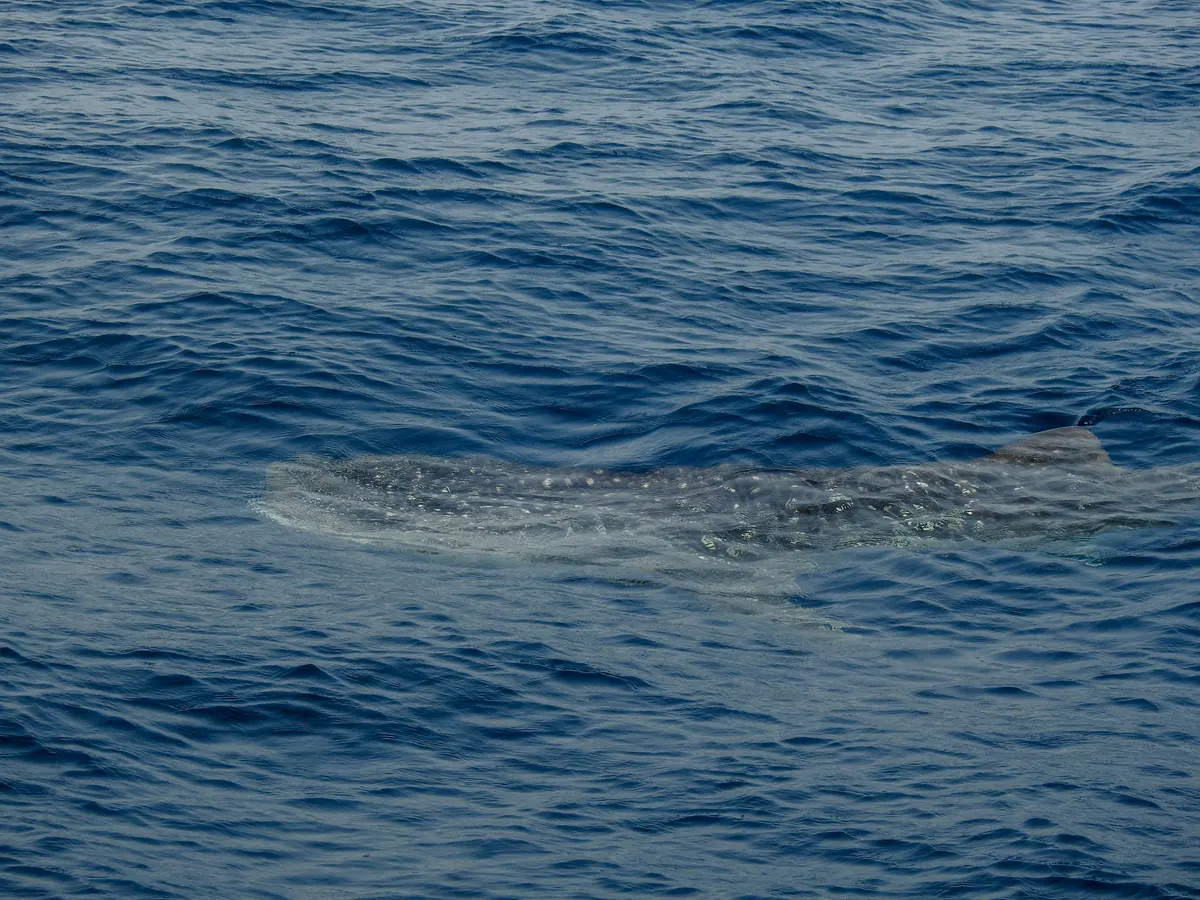 Close-up of a whale shark's broad, flat head showing its unique pattern of pale spots and stripes