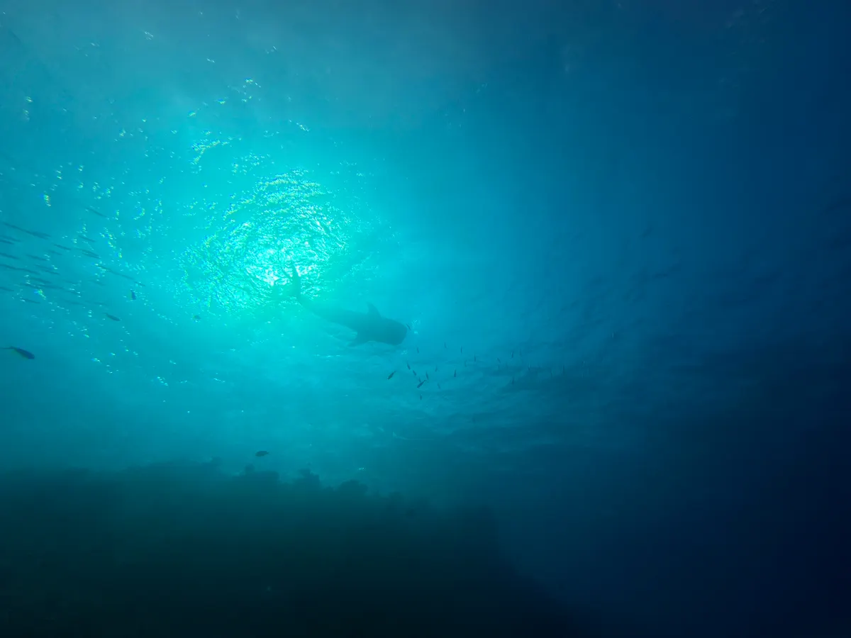 A young juvenile whale shark near the surface