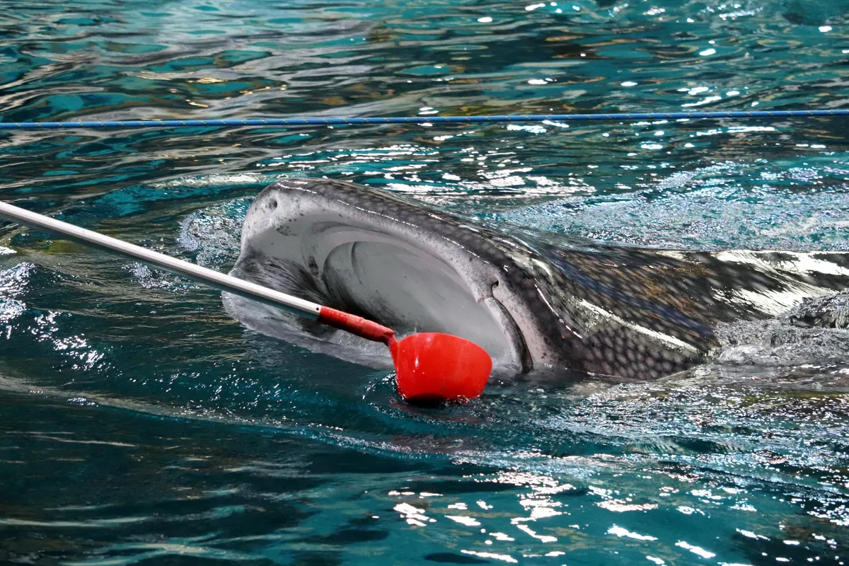 A whale shark sucking in water and filtering out food