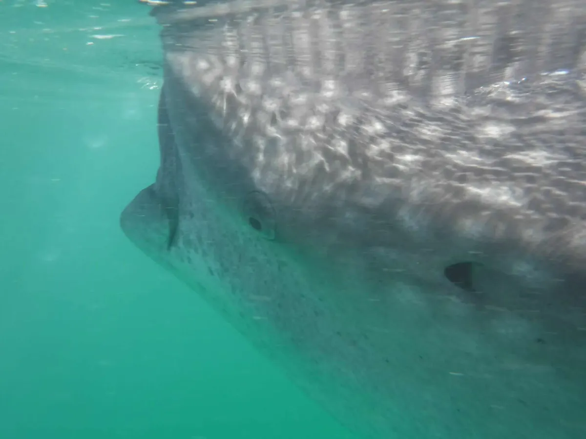 A whale shark gliding silently in the deep blue ocean