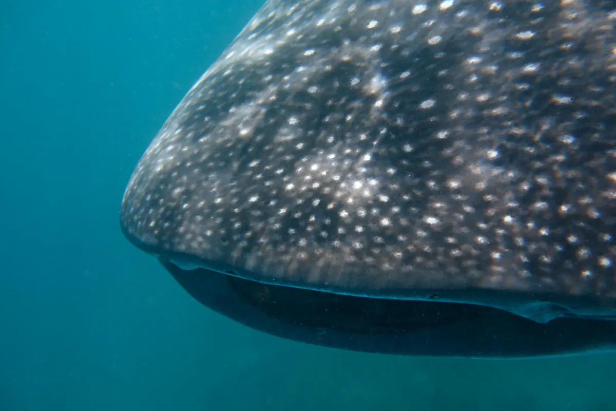 A whale shark swimming in sunlit waters near the surface