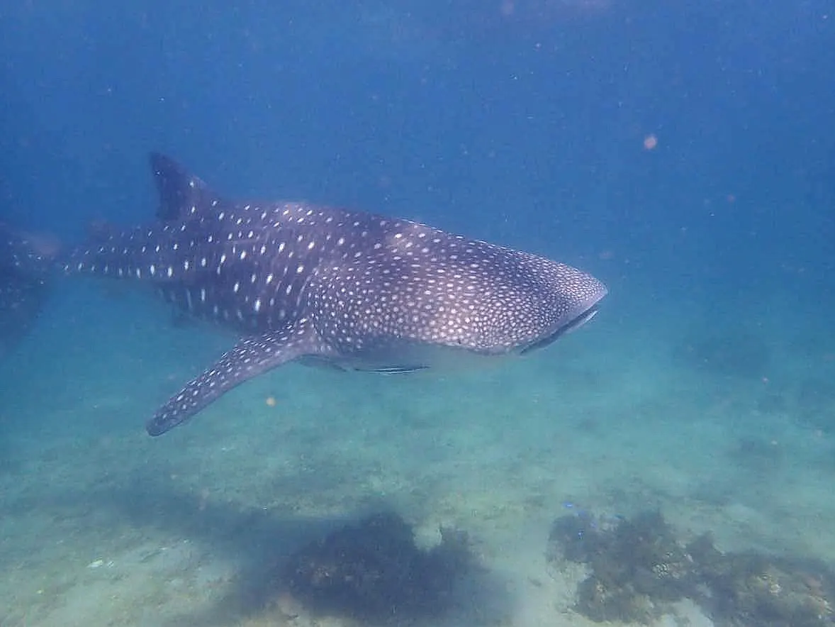 A whale shark migrating through the ocean