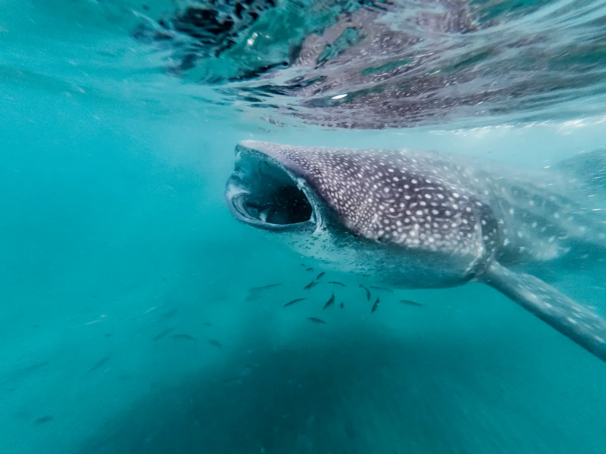 A whale shark feeding with its massive mouth wide open to filter plankton