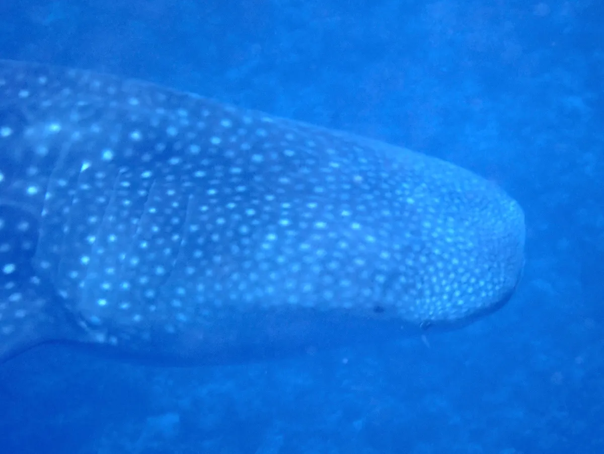 A wild whale shark swimming in the open sea