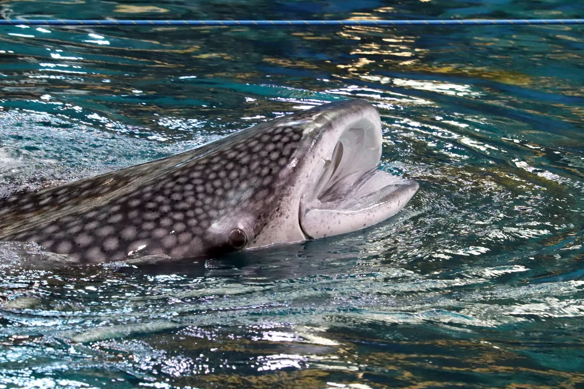 A whale shark feeding near the surface in shallow coastal waters