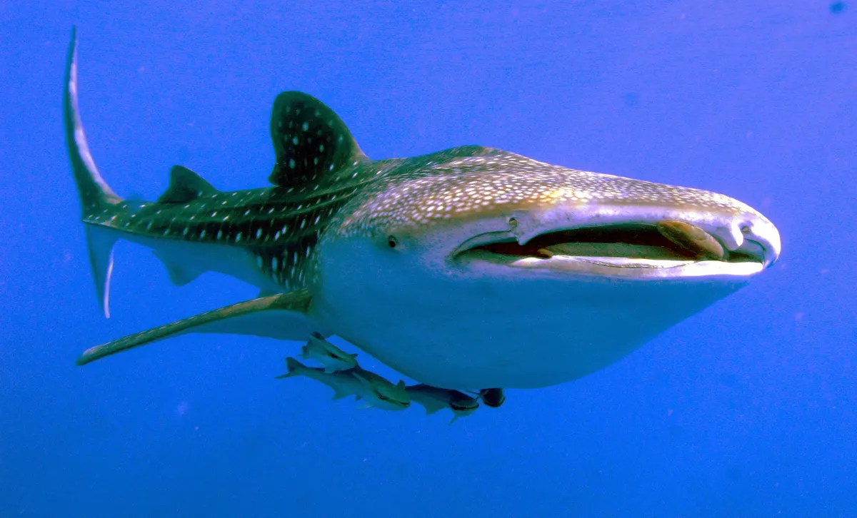 A whale shark swimming through clear waters of the Red Sea near coral reefs