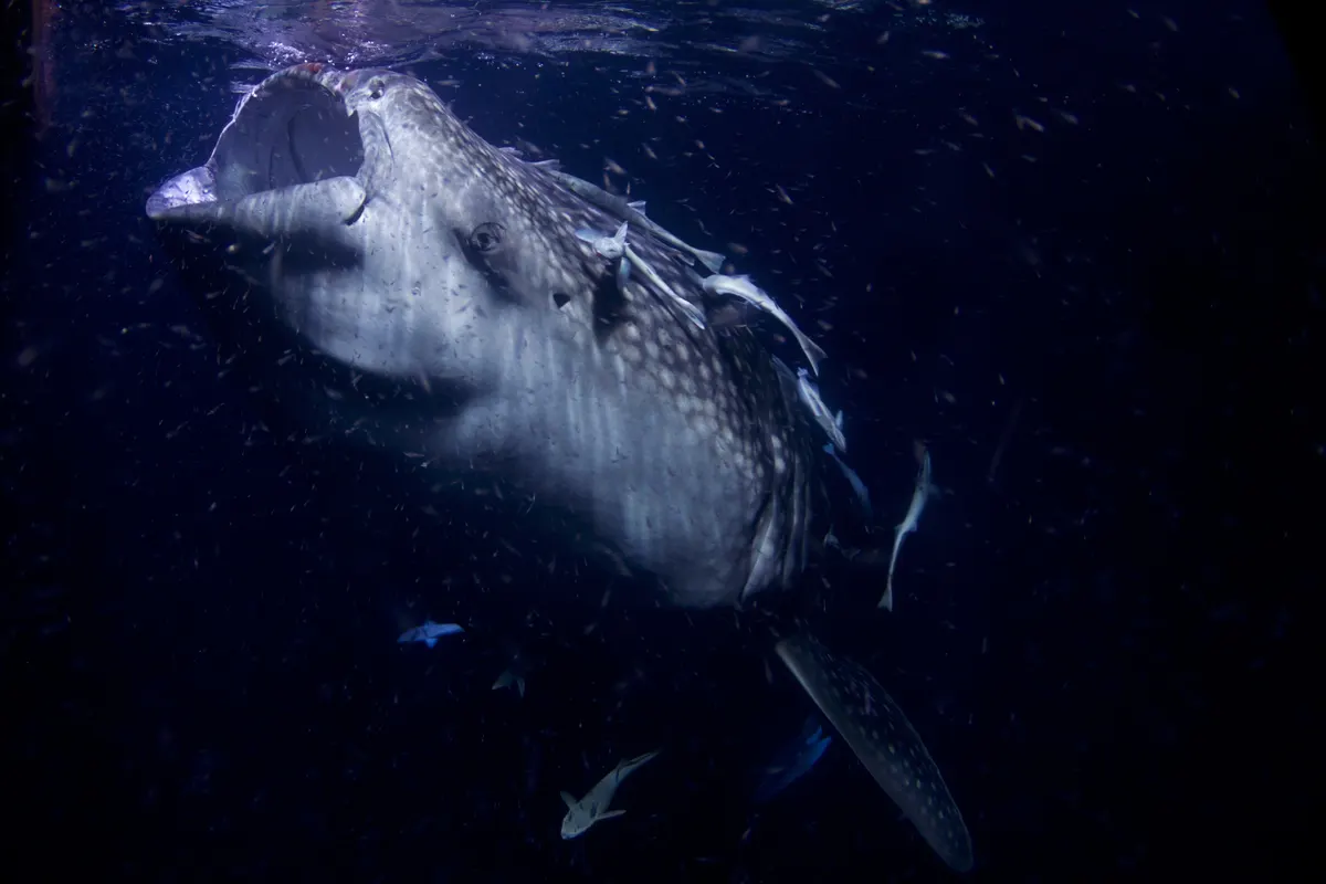 A massive whale shark swimming gracefully in deep blue water near the surface