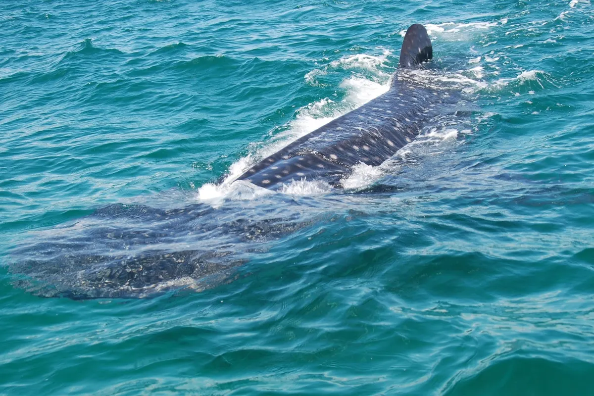 A whale shark cruising through warm waters of the western Caribbean